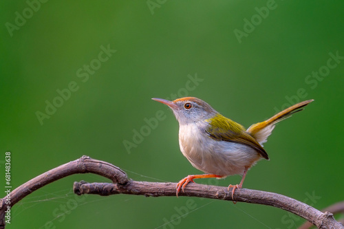 Tailorbirds are small birds, most belonging to the genus Orthotomus. While they were often placed in the Old World warbler family Sylviidae, photo