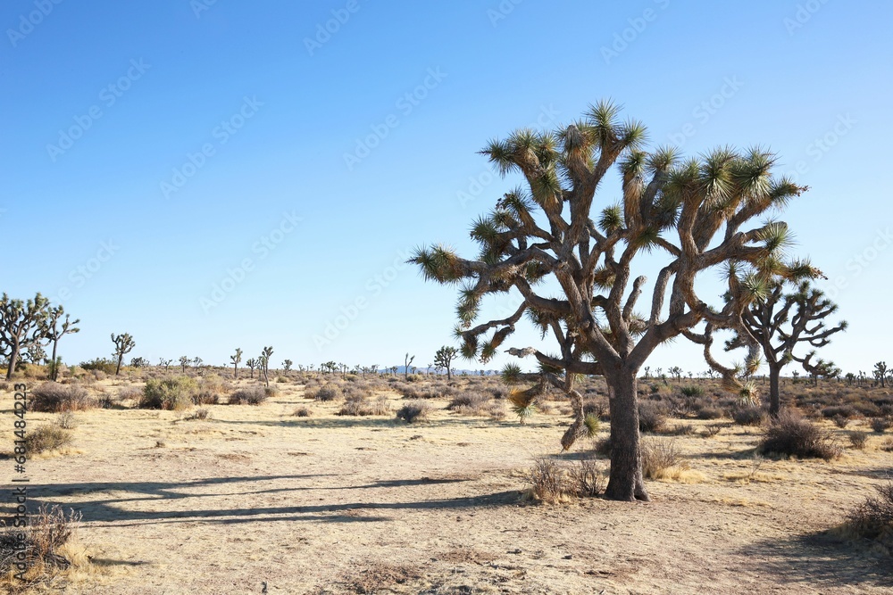 a lone tree in the middle of nowhere surrounded by rocks
