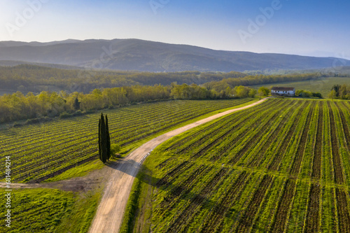 Aerial view of Tuscan Vineyards photo