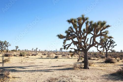a lone tree in the middle of nowhere surrounded by rocks