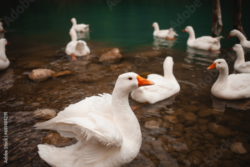 Fototapeta Naklejka Na Ścianę i Meble -  white geese enhance the beauty of a Turkish lake on the Lycian Way, a serene tableau in nature.