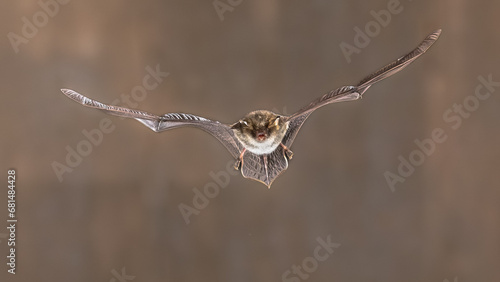 Natterers bat flying frontal view photo