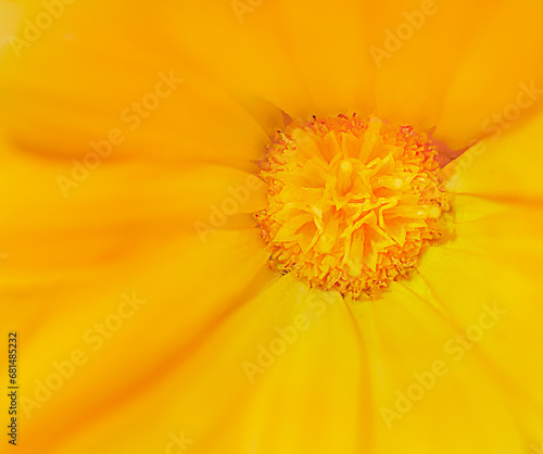 Close-up of a yellow daisy flower.