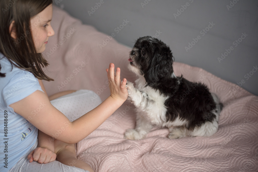 Girl with a dog. 9-Year-Old Girl Playing with Her Small Dog at Home Girl with a dog. 9-Year-Old Girl Playing with Her Small Dog at Home