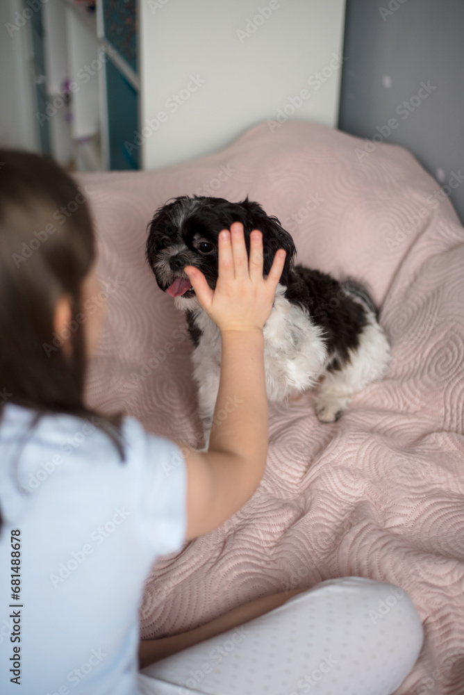 Girl with a dog. 9-Year-Old Girl Playing with Her Small Dog at Home Girl with a dog. 9-Year-Old Girl Playing with Her Small Dog at Home