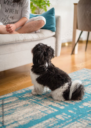 Girl with a dog. 9-Year-Old Girl Playing with Her Small Dog at Home