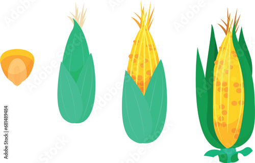 Corn cobs growth stage seed adult maize plant cob farming and agriculture vector flat illustration