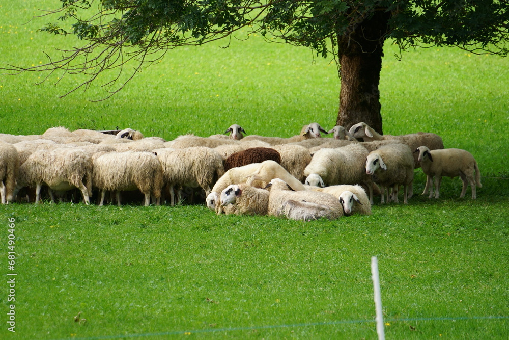 Obraz premium Sheep resting by the tree