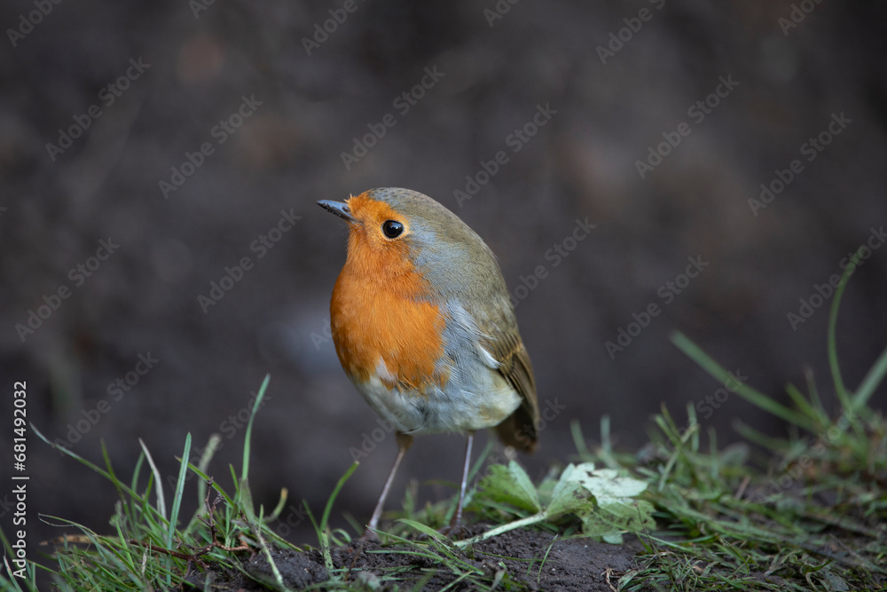 Robin in a garden in November, United Kingdom Robin in a garden in November, United Kingdom