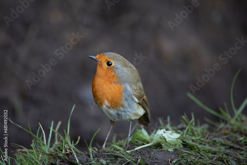 Robin in a garden in November, United Kingdom © A Linscott