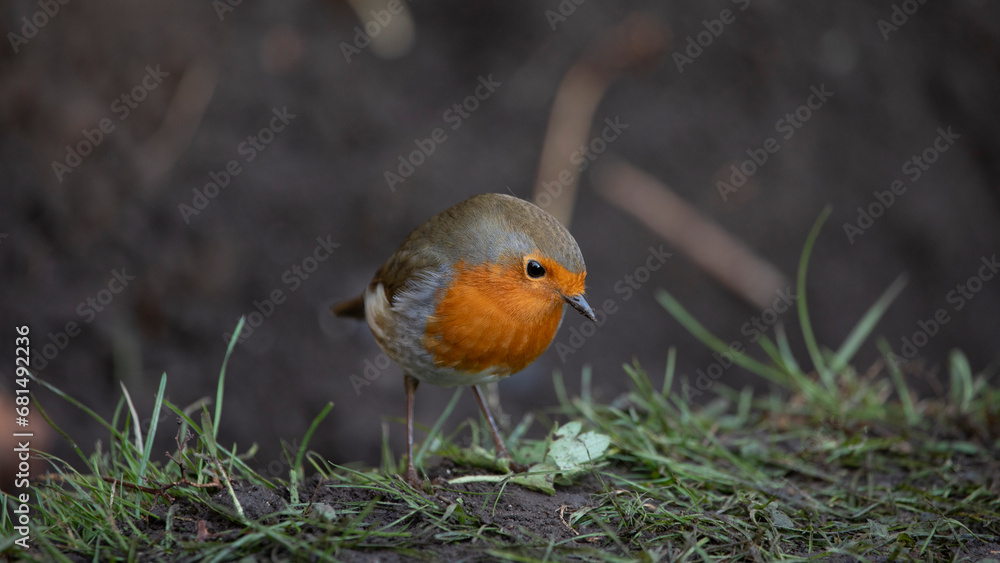 Robin in a garden in November, United Kingdom Robin in a garden in November, United Kingdom