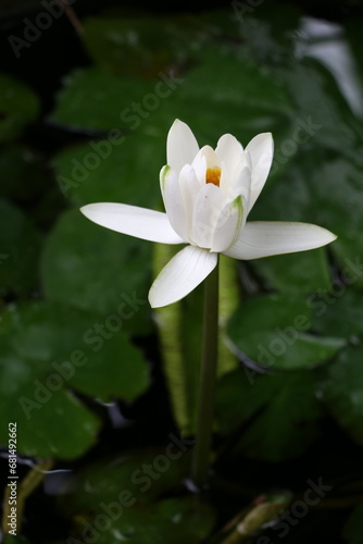 Lotus blooming white flowers in the pond 