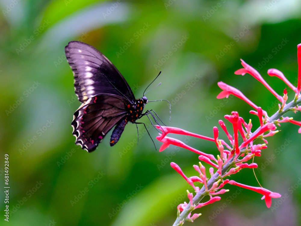 Close-up of a pretty butterfly looking for food, taken in Germany on a sunny day. Close-up of a pretty butterfly looking for food, taken in Germany on a sunny day.