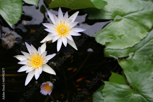 Close up of a white lotus 