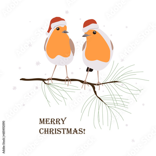 Two cute robin birds in red Santa helper hat sitting on a pine brunch. Xmas cartoon isolated vector illustration.