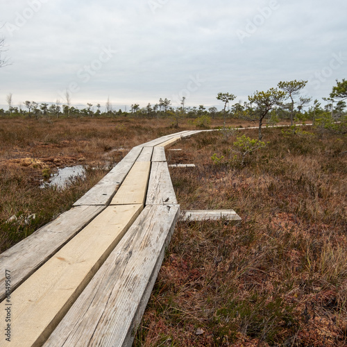 Woodland Marsh Trek: A Meandering Trail Above the Murky Swamp photo