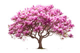 Clean Canvas for Blossoming Magnolia Isolated on a transparent background