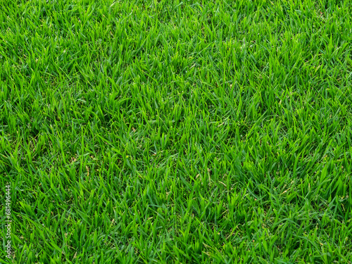 green grass texture, natural background