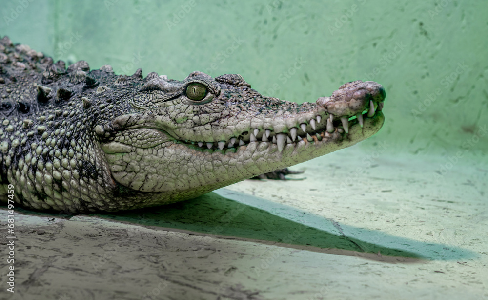 crocodile head isolated close up on a green background