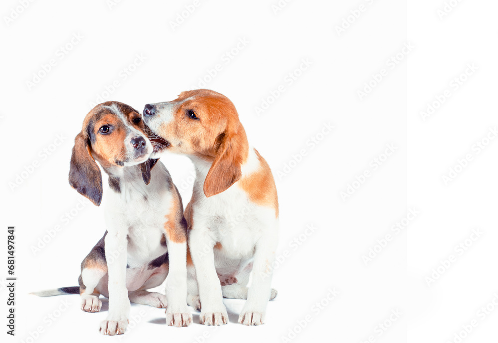 two estonian hound puppies play on a white background