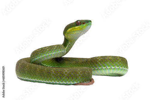 Trimeresurus Insularis closeup on isolated background, Indonesian viper snake closeup