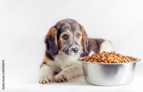 shaggy puppy mongrel with a bowl of dry food