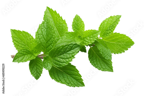 Peppermint Isolation on a transparent background