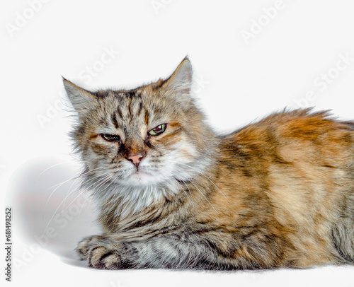 Obraz na płótnie angry red cat on white background