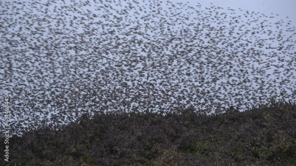 Flock of starlings resting on the canopy of trees in a city park and ...