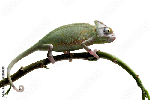 Baby chameleon veiled on branch, Baby veiled chameleon closeup