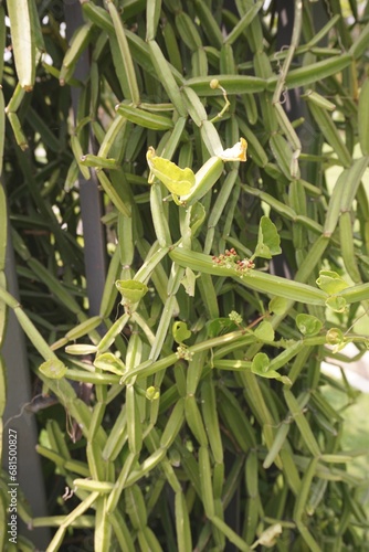 Cissus quadrangularis plants in nature garden photo
