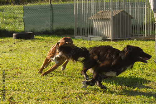 Dog training in a sunny day