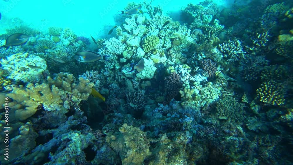 Underwater Colorful Tropical Fish. Tropical underwater marine fish. Underwater marine fish reef. Tropical colorful seascape. Underwater reef. Coral reef scene. Seascape of the coral garden. Egypt 2021 Underwater Colorful Tropical Fish. Tropical underwater marine fish. Underwater marine fish reef. Tropical colorful seascape. Underwater reef. Coral reef scene. Seascape of the coral garden. Egypt 2021