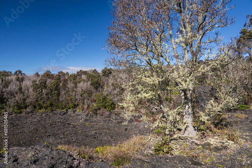 Large tree next to Lava flow on Hawai'i Volcanoes National Park