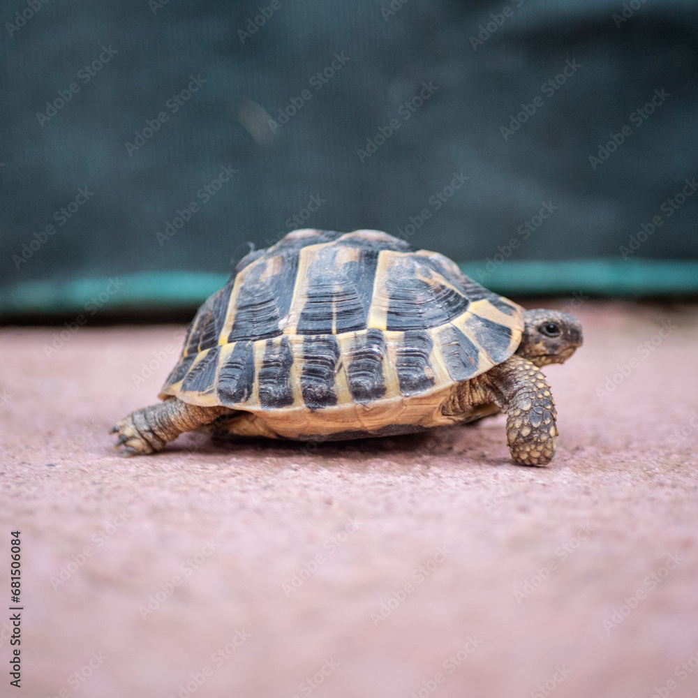 Obraz premium Tortue