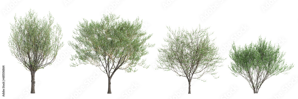 3d illustration of set Salix caprea tree isolated transparent background - obrazy, fototapety, plakaty 