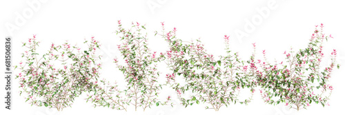 3d illustration of set Trachelospermum asiaticum Hatsuyukikazura creeper isolated on transparent background