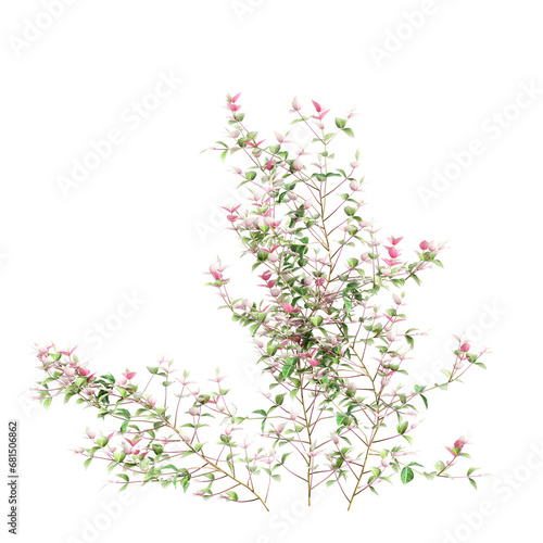 3d illustration of set Trachelospermum asiaticum Hatsuyukikazura creeper isolated on transparent background © TrngPhp