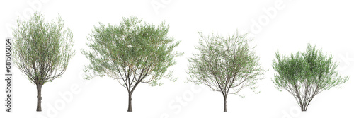 3d illustration of set Salix caprea tree isolated transparent background photo