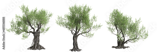 3d illustration of set Olea europaea tree isolated transparent background photo