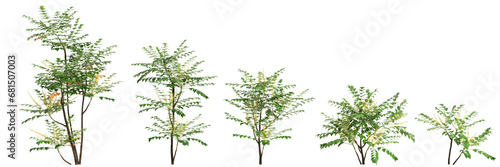 Fotografiet 3d illustration of set Mahonia japonica tree isolated on transparent background