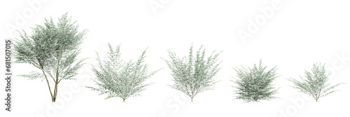 3d illustration of set Ligustrum sinense Variegatum tree isolated on transparent background photo