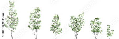3d illustration of set Cornus hongkongensis tree isolated on transparent background