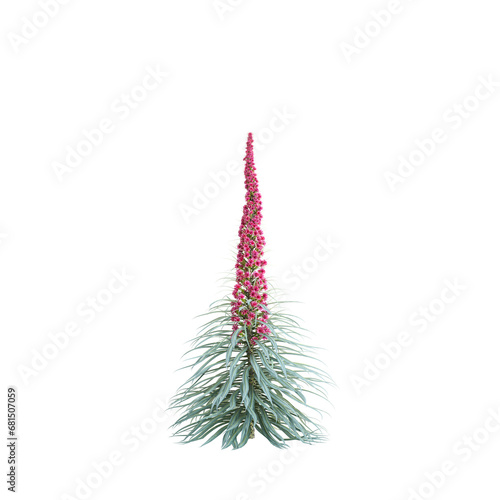 3d illustration of Echium wildpretii bush isolated transparent background photo