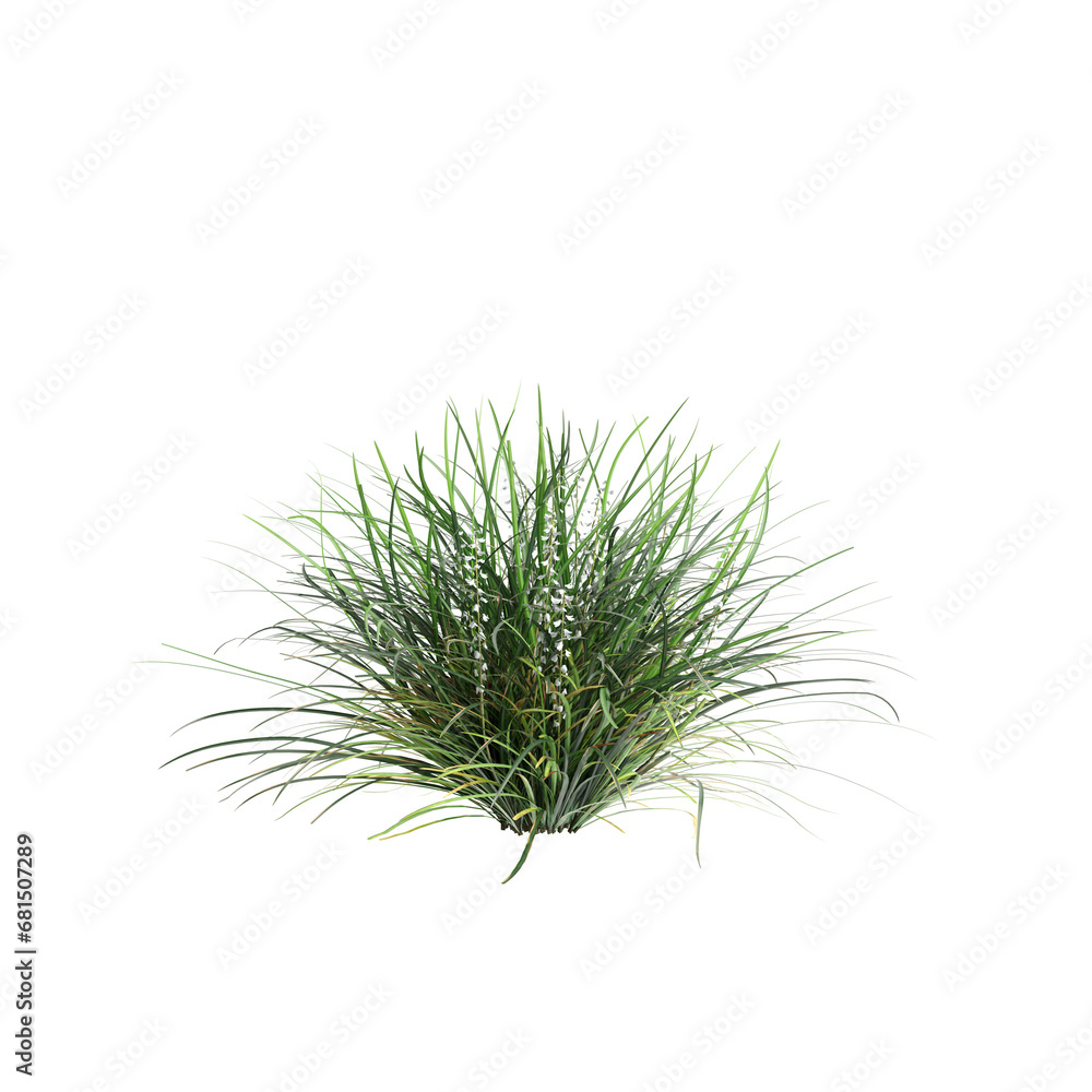 3d illustration of Ophiopogon japonicus bush isolated on transparent background