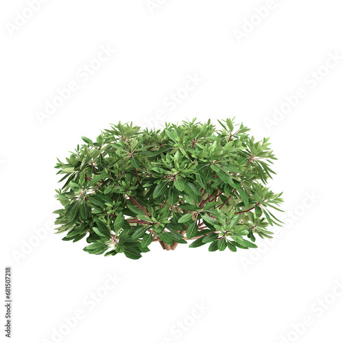 3d illustration of Rhododendron Hino White bush isolated on transparent background photo