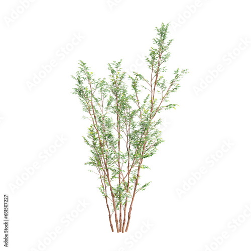 3d illustration of Stewartia monadelpha tree isolated on transparent background