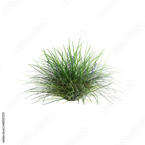 3d illustration of Ophiopogon japonicus bush isolated on transparent background