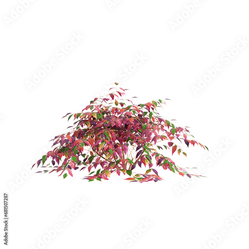 3d illustration of Nandina domestica Otafukunanten bush isolated on transparent background photo