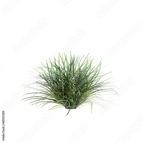3d illustration of Ophiopogon japonicus bush isolated on transparent background